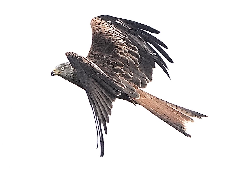 red kite